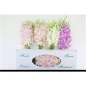 DENDR OV - Ter Haar Ornamental Fl