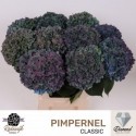 hortensia M CH PIMPERN CL - Rodewijk...
