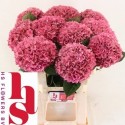 hortensia M CH RODEO CL - HS Flowers