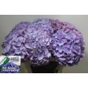 hortensia M CH CASSANOVA - Ko Kolk