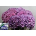 hortensia M CH CASSANOVA - Ko Kolk