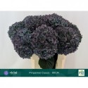 hortensia M CH PIMPERN CL - Kwekerij Vicini
