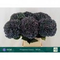 hortensia M CH PIMPERN CL - Kwekerij Vicini