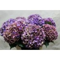 hortensia M CH RODEO CL - Horst Hortensia
