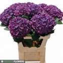 hortensia M CH MON AMO PA - Impress Flowers