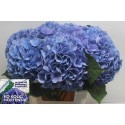 hortensia M CH H MOORH BL - Ko Kolk