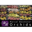 orchidé MI varié - Marcel Beemster Orchids