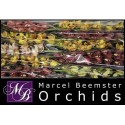 orchidé MI varié - Marcel Beemster Orchids