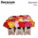 germini varié - Oudijk Gerbera