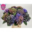 hortensia M FA ANNE CL - A.L.A. Vollering
