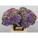 hortensia mac rodeo classic - HIP-Holland