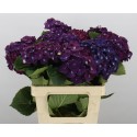 hortensia mo amour - Pico Bello Hortensia