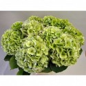 hortensia M CH VERE BL CL - Van Wijk...