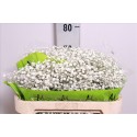 Gypsophila Xlence Orca - Mystic Flowers S.A.