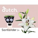 Lilium or santander blanc - Paauw Lilies Bv