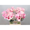 calla CAPT ROSETTE - .