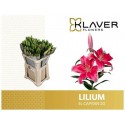 lilium EL CAPITAN 2+ - .