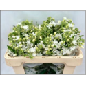 OXYPETALUM COERULEUM PERFECT WHIT - .