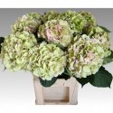 hortensia M CH VERENA CL - Sunny Orchids