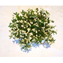 sympho magical lemon and - .