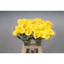 calla GOLDCUP - .