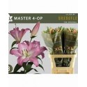 lilium MASTER - .