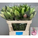 lilium TROCADERO 4+ EX! - .