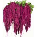 AMAR OV RED CORD - .
