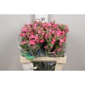 OXY CO PINK HARMONY - .