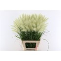 PENNI ALO BLONDIE 70CM - .