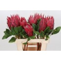 PROTEA CY CLARE - .