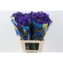statice CRYSTAL DARK BLUE - .