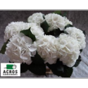 hortensia M ROYAL PRINCES - .
