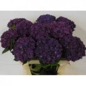 hortensia M CH MON AMO PA - Kwekerij Duynveld