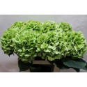 hortensia M CH VERENA CL - Horst Hortensia