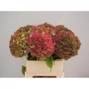 hortensia OV CLASSIC - C.G. Hoogervorst
