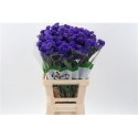 statice NAVY BLUE 70/45GR - .