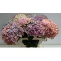 hortensia M MAG REVOLU BL - .