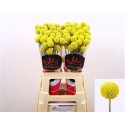 CRASPEDIA PAINT POP - .