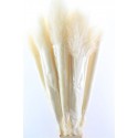 DRIED CORTADERIA LAO GRASS blanc SUPER P...