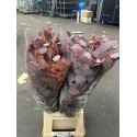 EUC. POPULUS GRAIN ABS RED - .