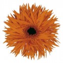 gerbera ORANGE SPRINGS - .
