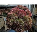 hortensia M MAG CHARLO CL - .