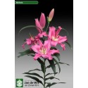 lilium VALDOSTA - .
