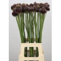 Allium forelock - Duin, M.M.