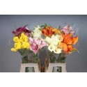 calla varies - Agriko