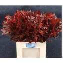 Querc Rub Rouge - hollande