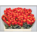 R Gr espana - Lafto Roses - Ethiopia