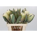 PROTEA M POLAR PRINC - .