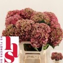 hortensia M CH RODEO CL - HS Flowers